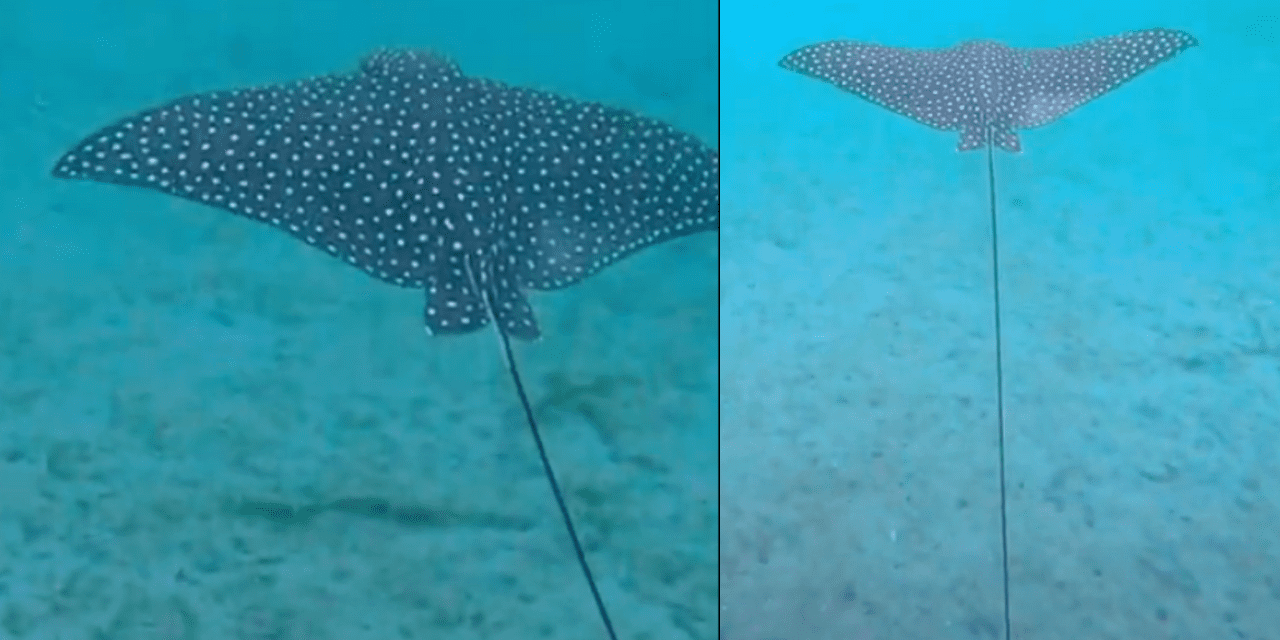 Spotted Eagle Rays are a treat to see while exploring the underwater world! Learn about fun facts that make these rays so interesting